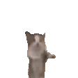a little kitty jumping around all excitedly!!