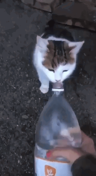 A gif of a cat getting splashed in the face with a water bottle, but it's really really sped up so it looks like the cat is repeatedly getting splashed at a worryingly fast rate.